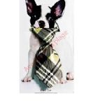 dog collar 2